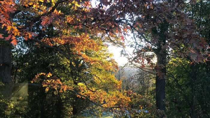 The changing leaves outside my bedroom window