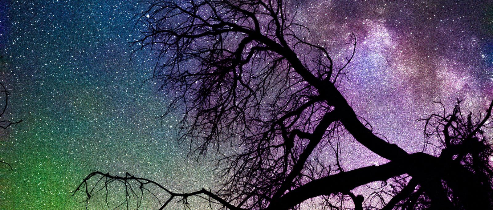 Greens, deep blues and purples of the night sky shine behind branches of a crooked tree