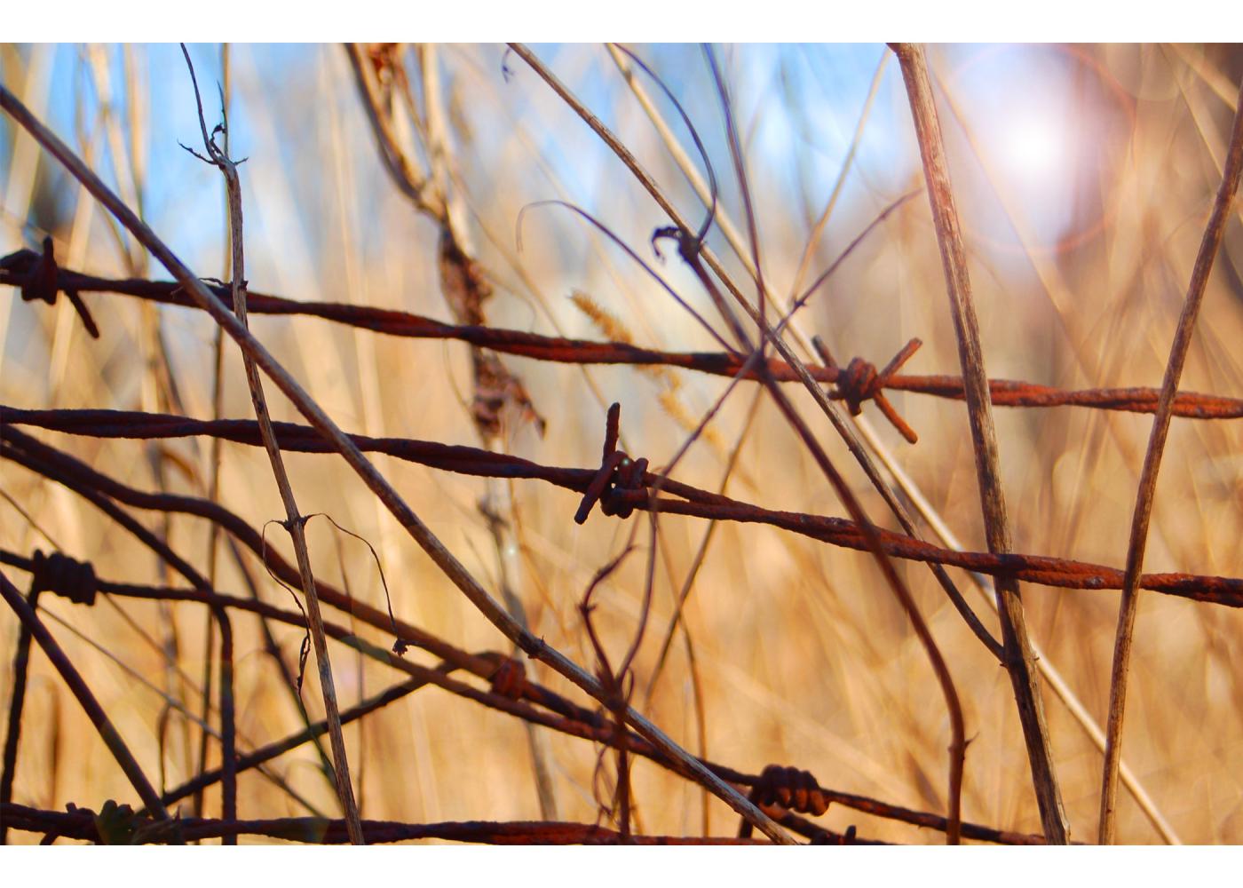 Light and plants fade behind some rusty barbed wire