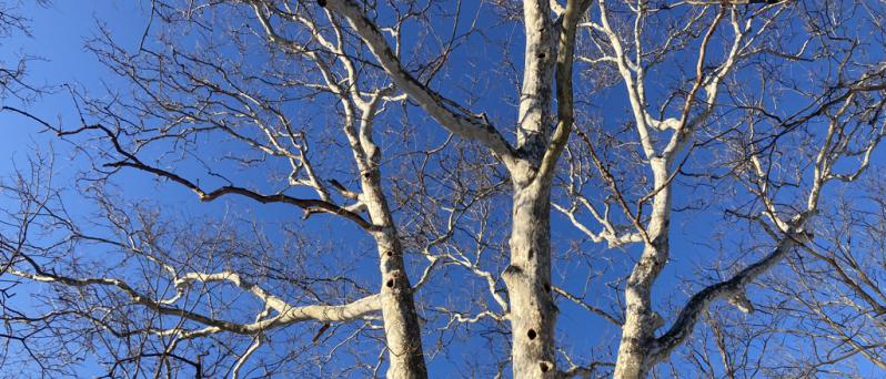 Sunlight brightens the white limbs of a sycamore in the bright blue sky